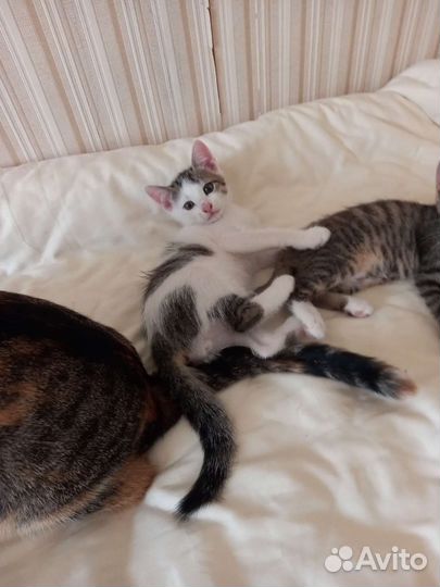 Котёнок ищет семью