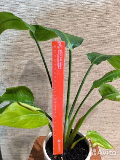 Стрелиция николая