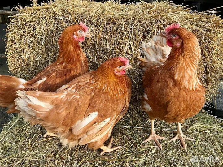 Куры несушки с агрофермы