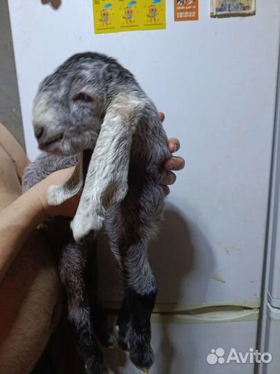 Дамасская шами