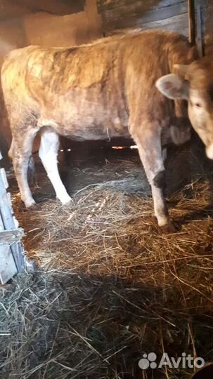 Телка от высокоудойной коровы