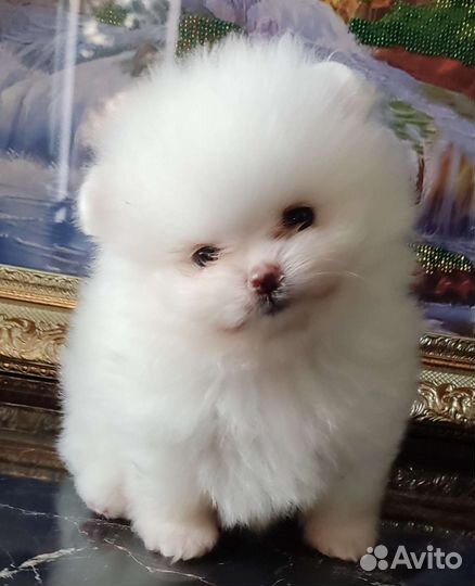 Медвежонок