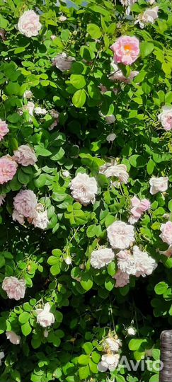 Канадская роза парковая Свит Аделин(Sweet Adelin)