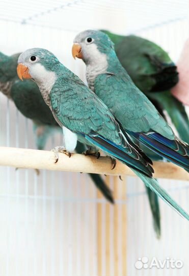 Птенцы калита, квакер, монах