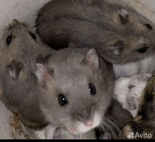 Джунгарики