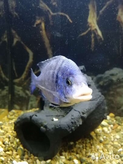 Цихлида. Белогубый мдоку