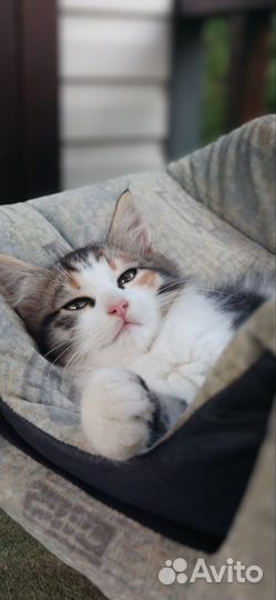 Трехцветная девочка принесет счастье