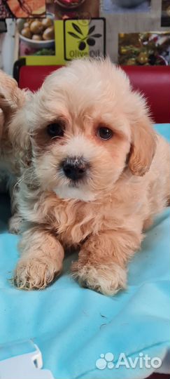 Мальчик Мальтипу F1