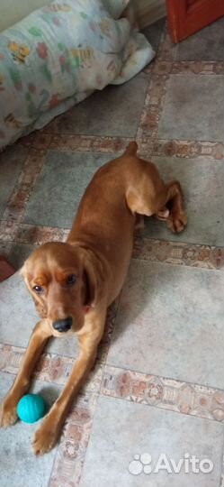 Кобель для вязки (Английский Кокер Спаниель)