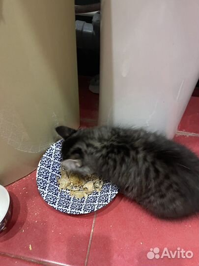 Кошка