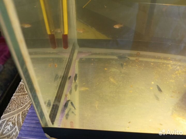 Аквариум с креветками 