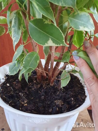 Фикус Бенджамина Бафт