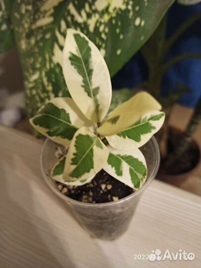 Комнатные растения