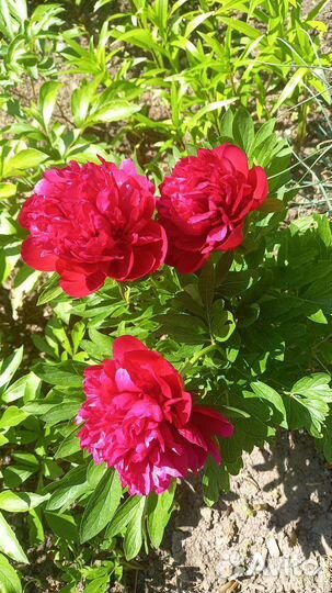 Пионы (делёнки)