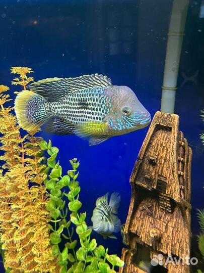 Акара бирюзовая