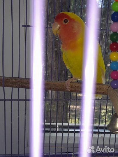 Продам попугая