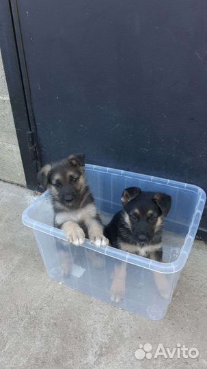 Щенки немецкой овчарки