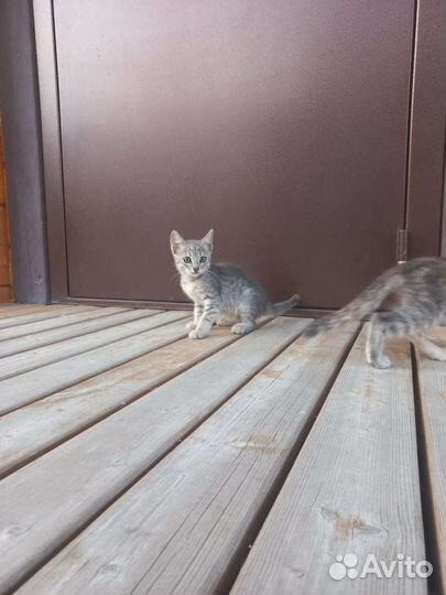 Кошечка и маленький котик