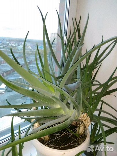 Алоэ Вера 3-х летний лекарственный р-н Мыс Сити Мо