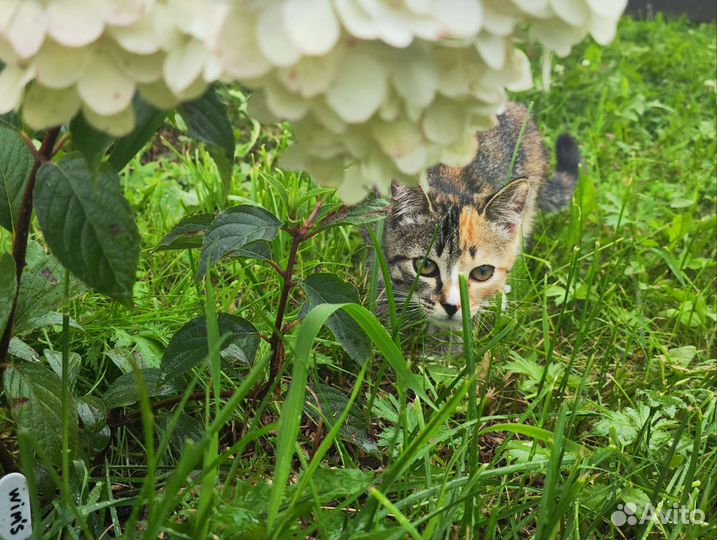 Отдам котенка в добрые руки