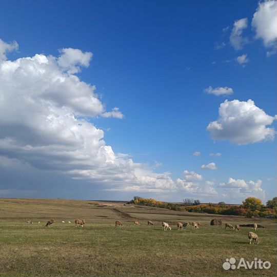 Продам Катумских ягнят