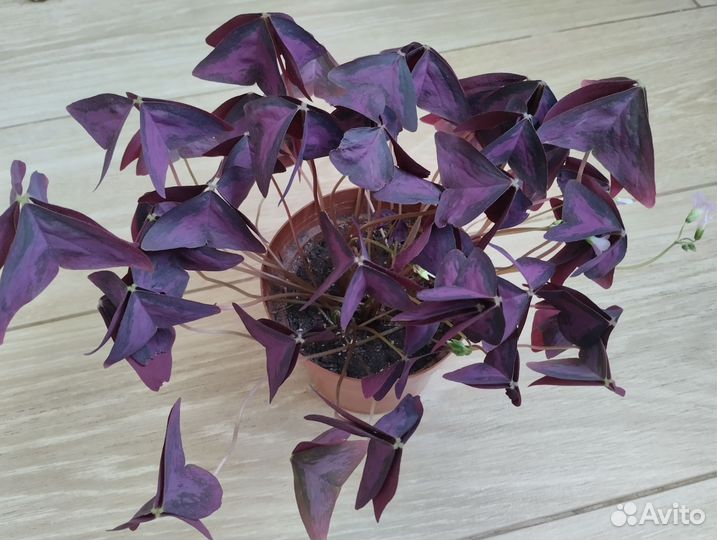 Кислица оксалис