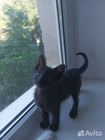 Чёрный Котик с особенностями ищет дом