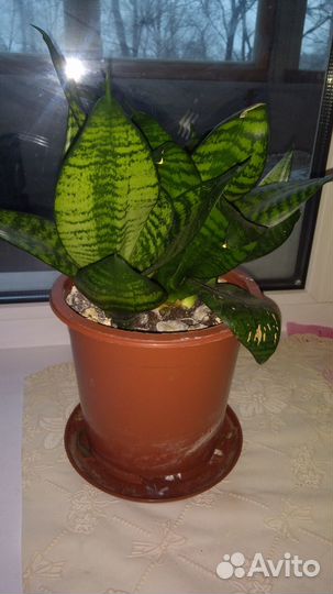 Комнатные цветы