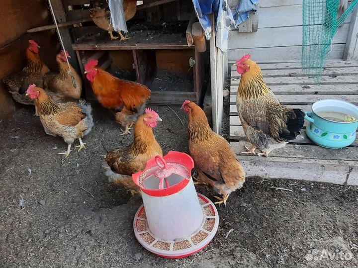 Куры Сеья Кучинская Юбилейная