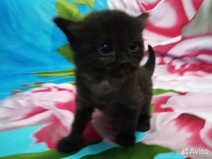 Котята сибирской кошки