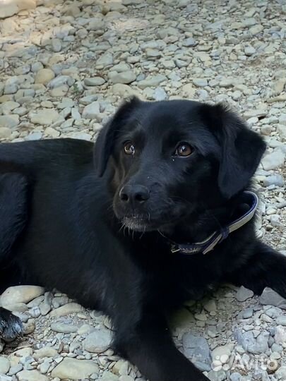 Метис лабрадора девочка