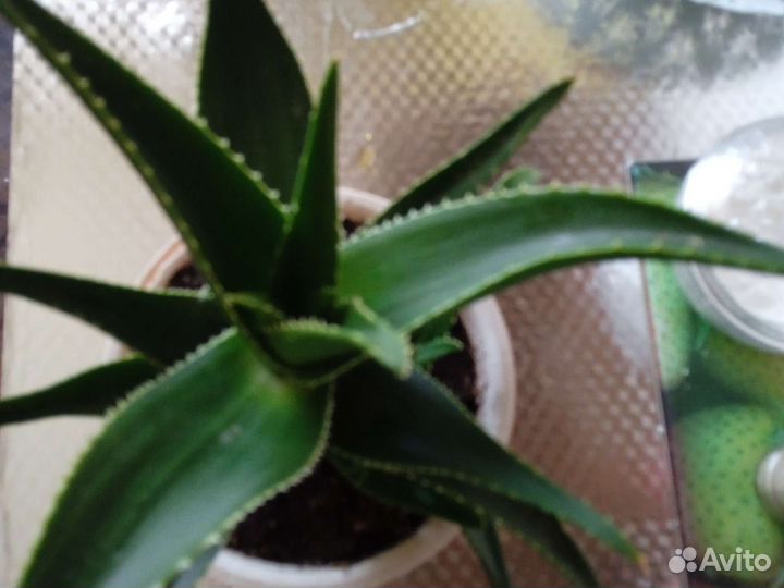 Алоэ столетник лечебный