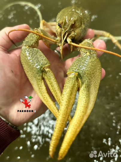 Свежие раки доставка за час