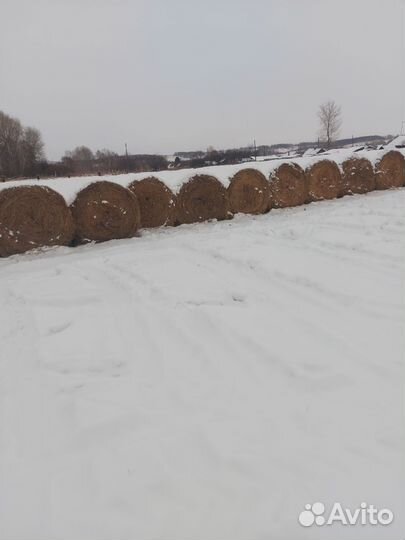 Продам сено в рулонах