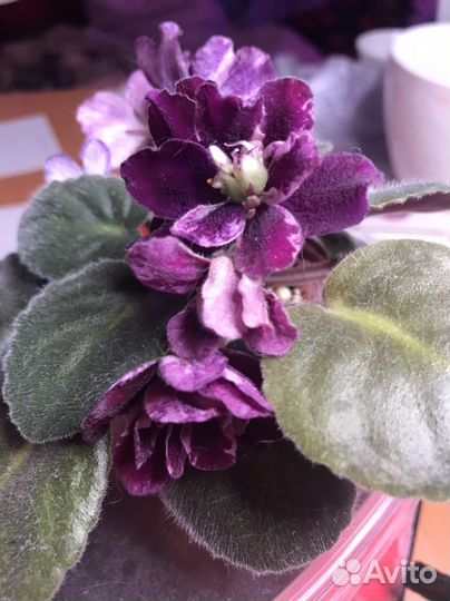 Фиалка сортовая