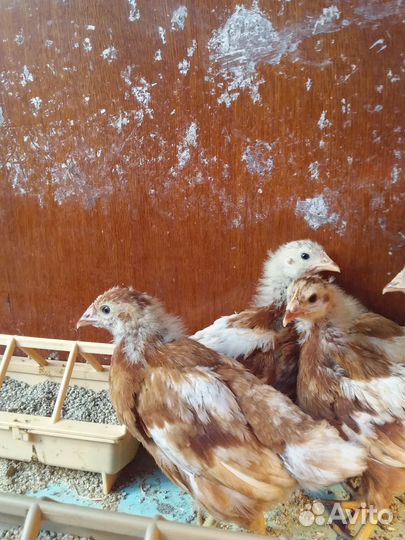 Цыплята ломан браун