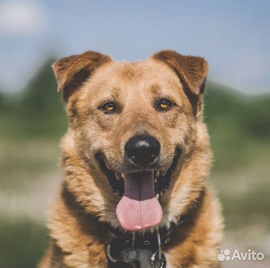 Метис овчарки и пинчера добрые руки