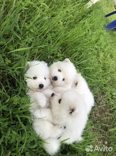 Японский шпиц