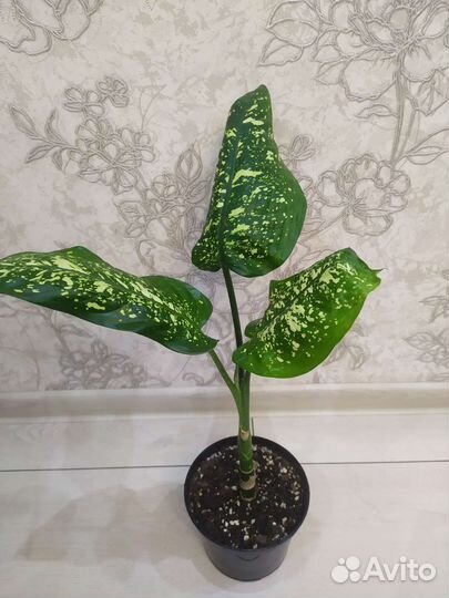 Диффенбахия