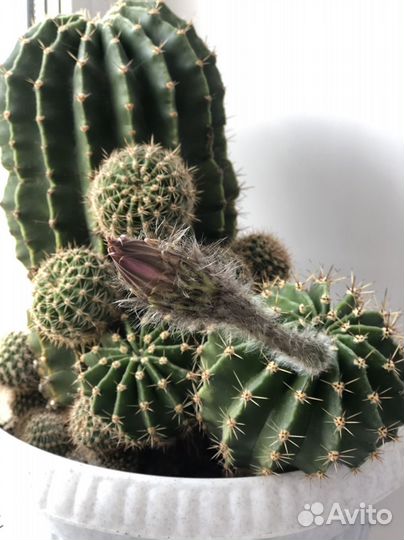 Эхинопсис кактус