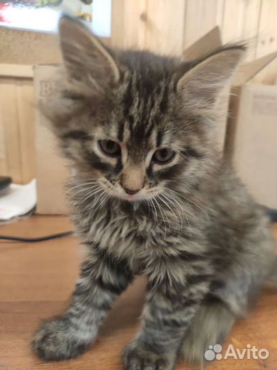 Котята в дар приучены к лотку