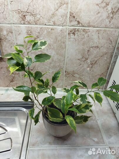 Комнатные растения