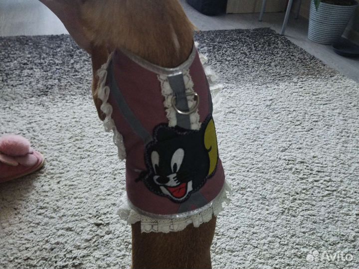 Шлейка для маленькой собаки