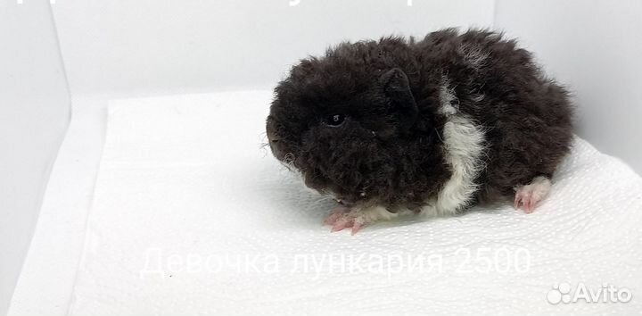 Морская свинка