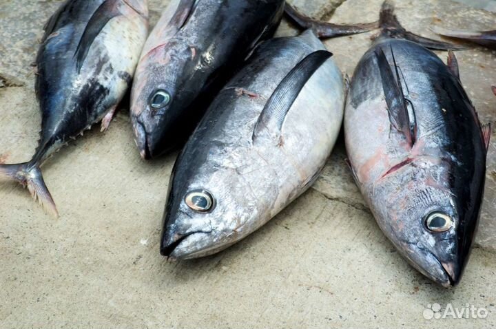 Тунец, филе тунца