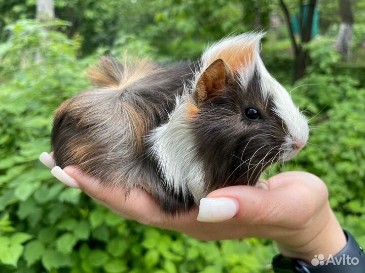 Морские свинки