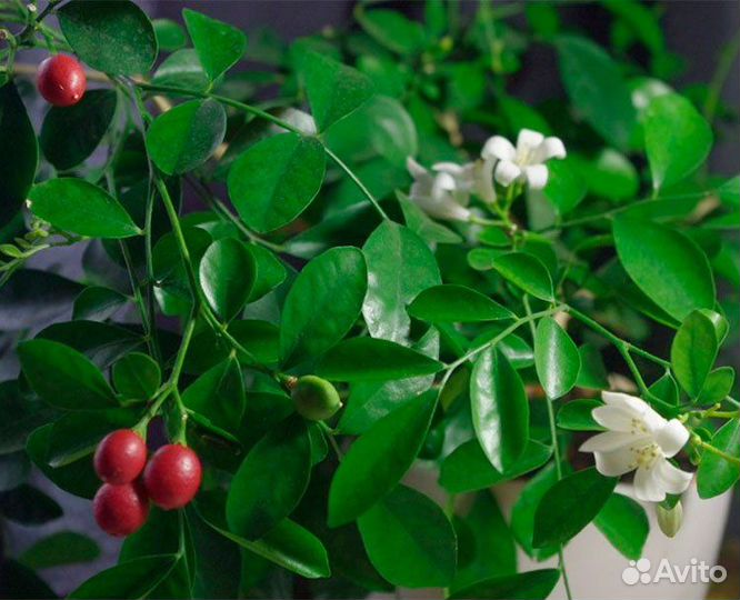 Мурайя метельчатая/Паникулата