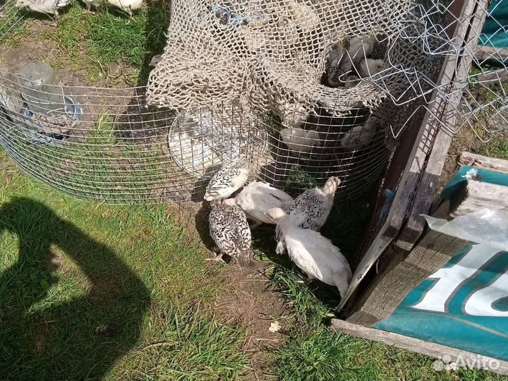 Домашняя птица