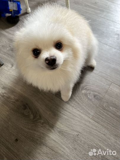 Померанский шпиц