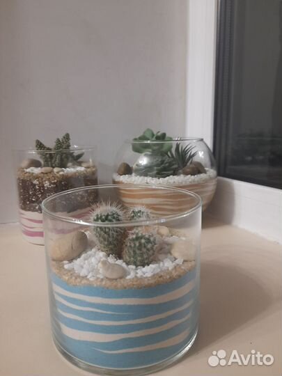 Флорариум с кактусом